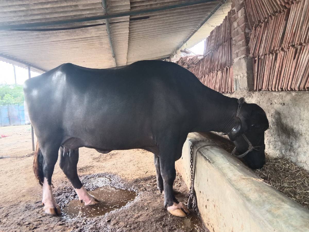 ભેંશ વેચવાની છે દુધ ૫