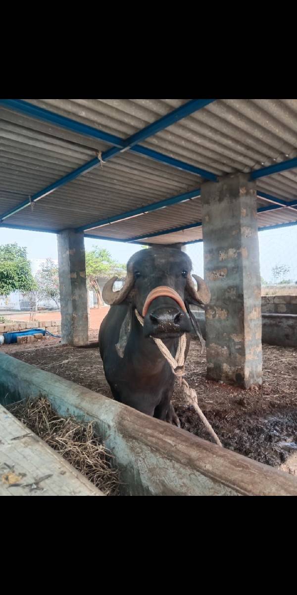 ખડેલી ને સાડા આઠ મહીનાનો ગાભ
