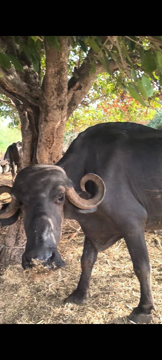 ખળેલી વેચવાની છે