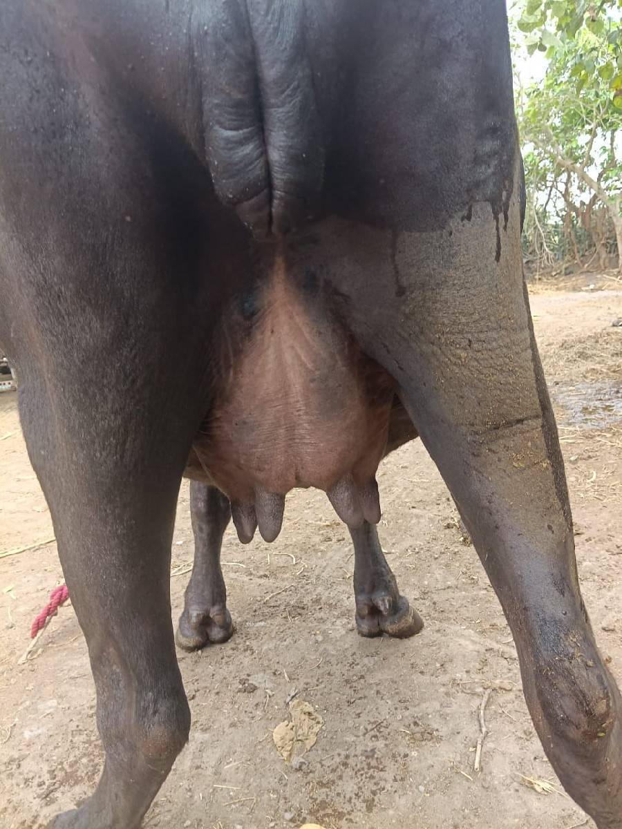 ખળેલી વેચવાની છે