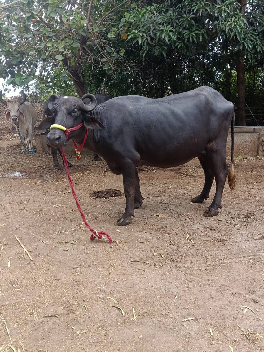 ખળેલી વેચવાની છે