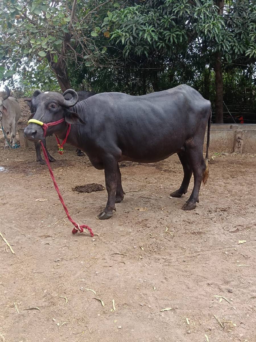ખળેલી વેચવાની છે