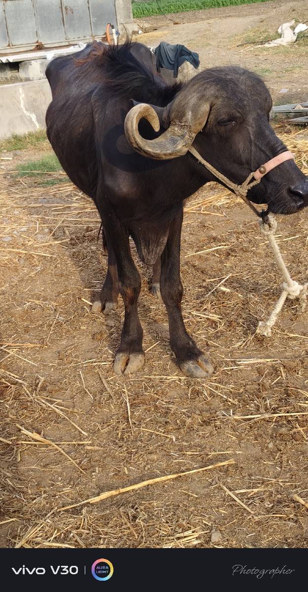 ખળેલી વેચવાની છે