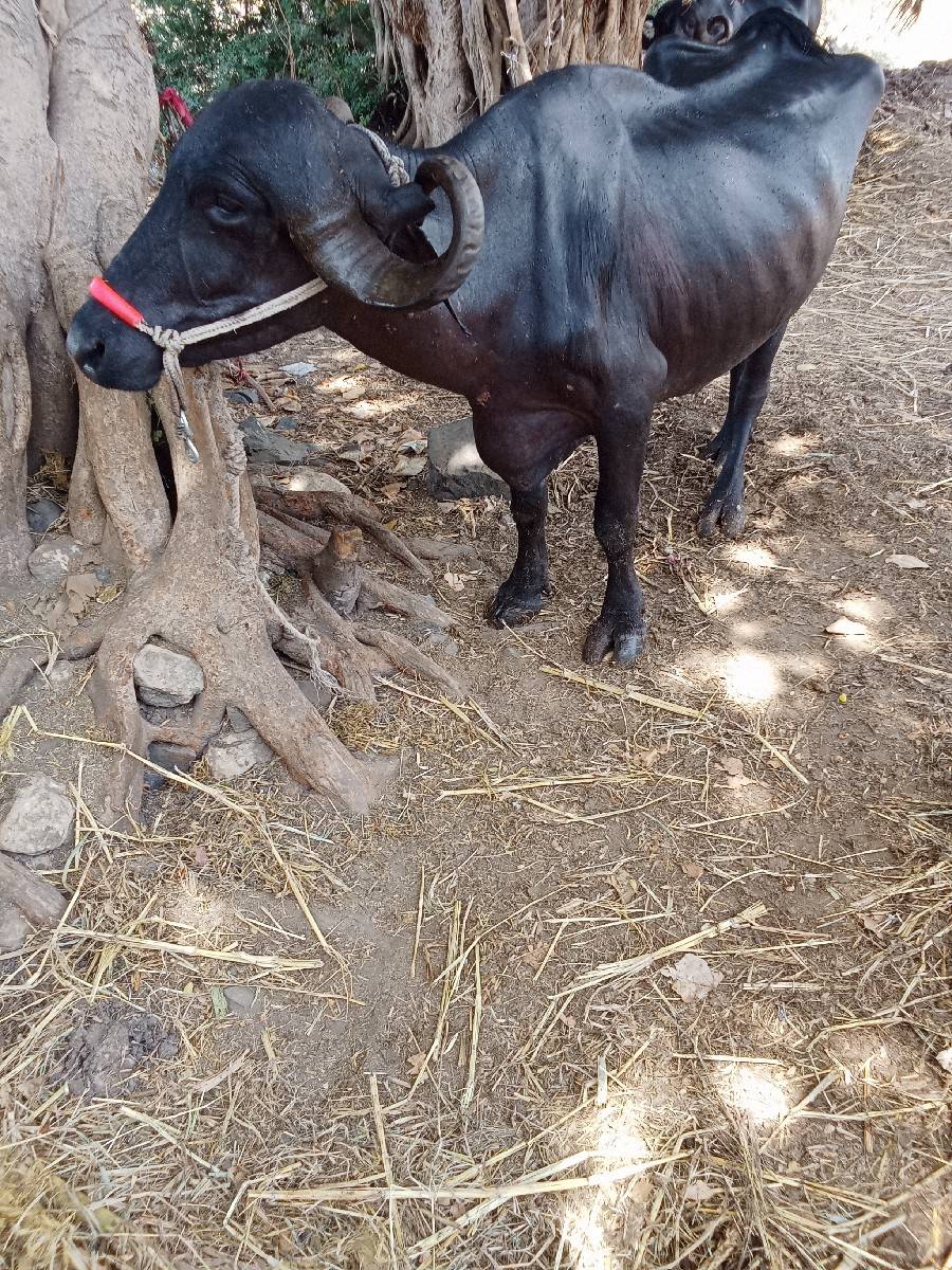 10દિવશ ની કાશી