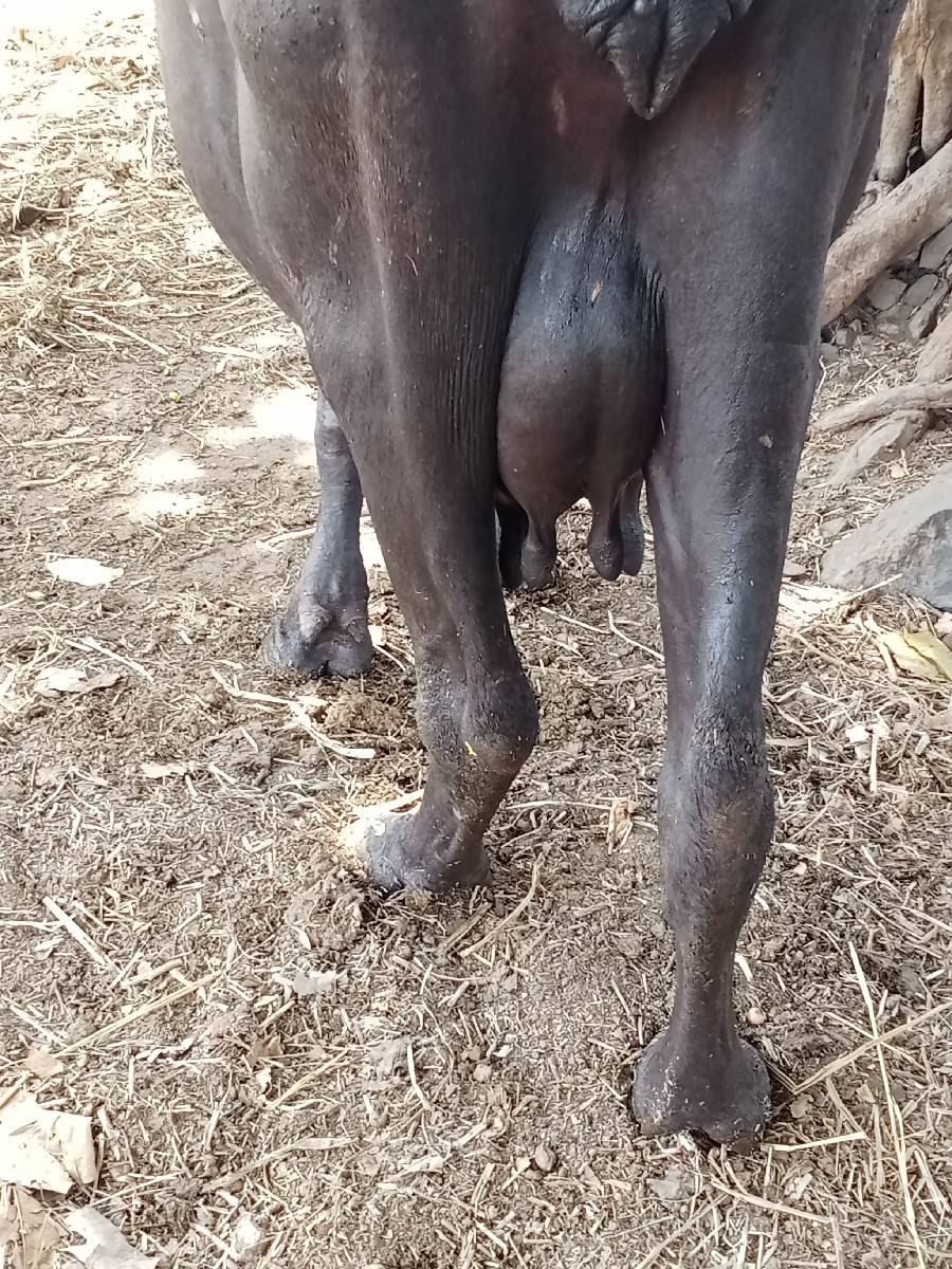 10દિવશ ની કાશી