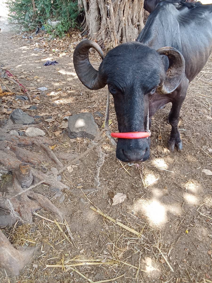 10દિવશ ની કાશી