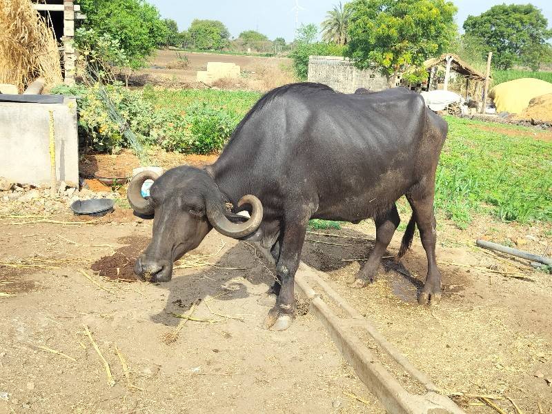 ખળેલી વેચવાની છે