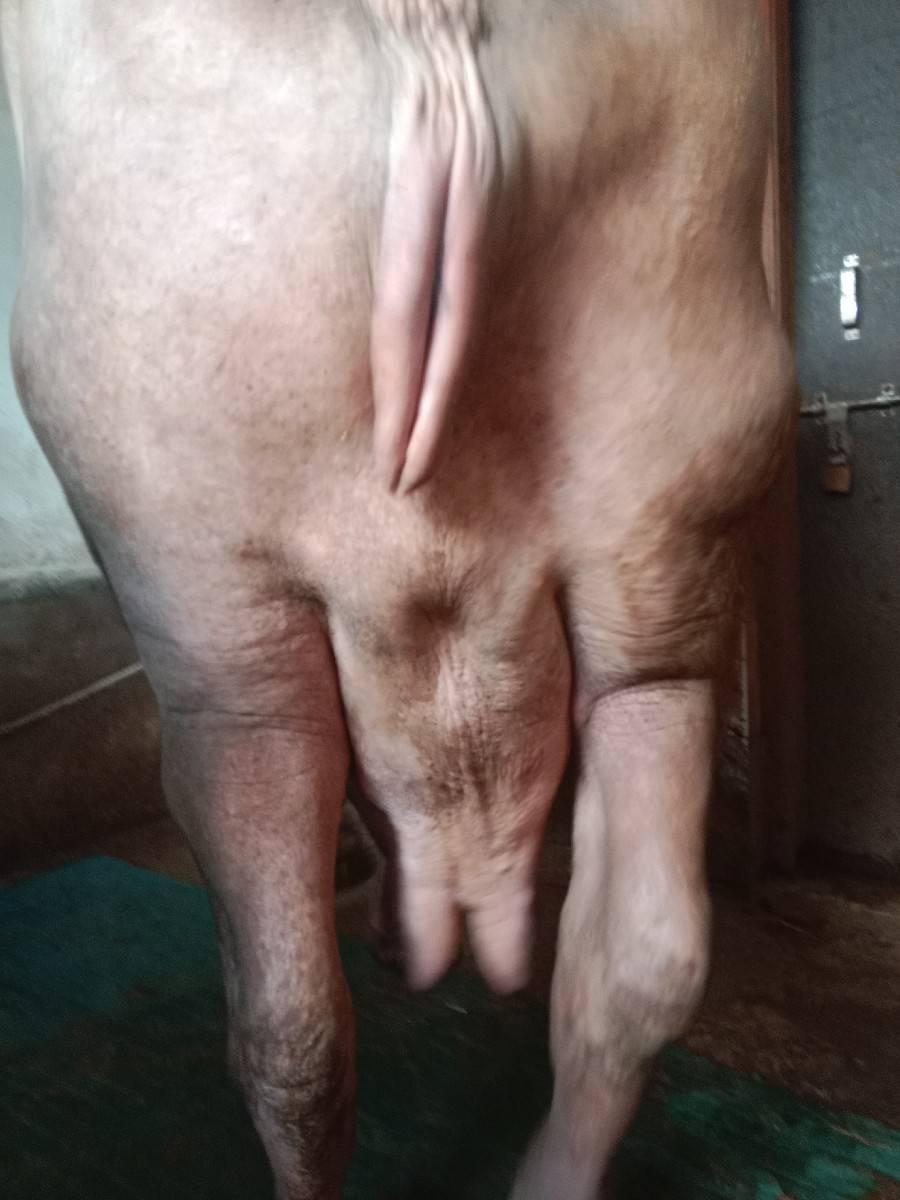 ભેંસ વેચવાની છે