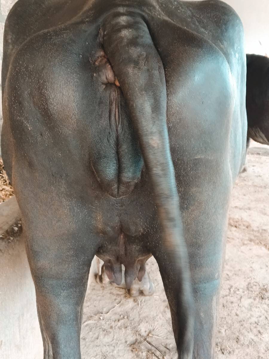 ખળેલી વેચવાની છે