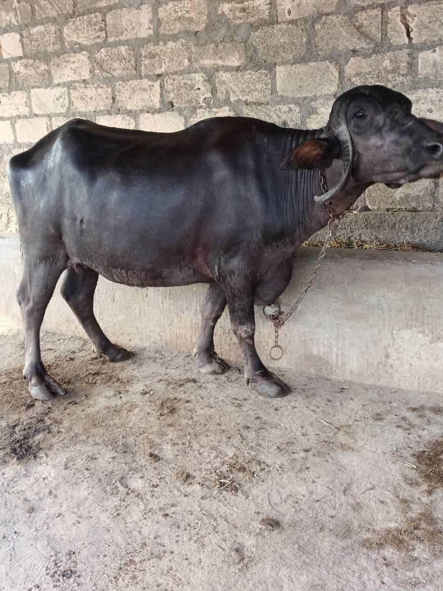ખળેલી વેચવાની છે