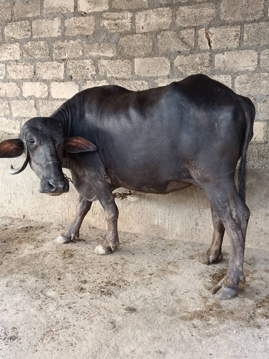 ખળેલી વેચવાની છે