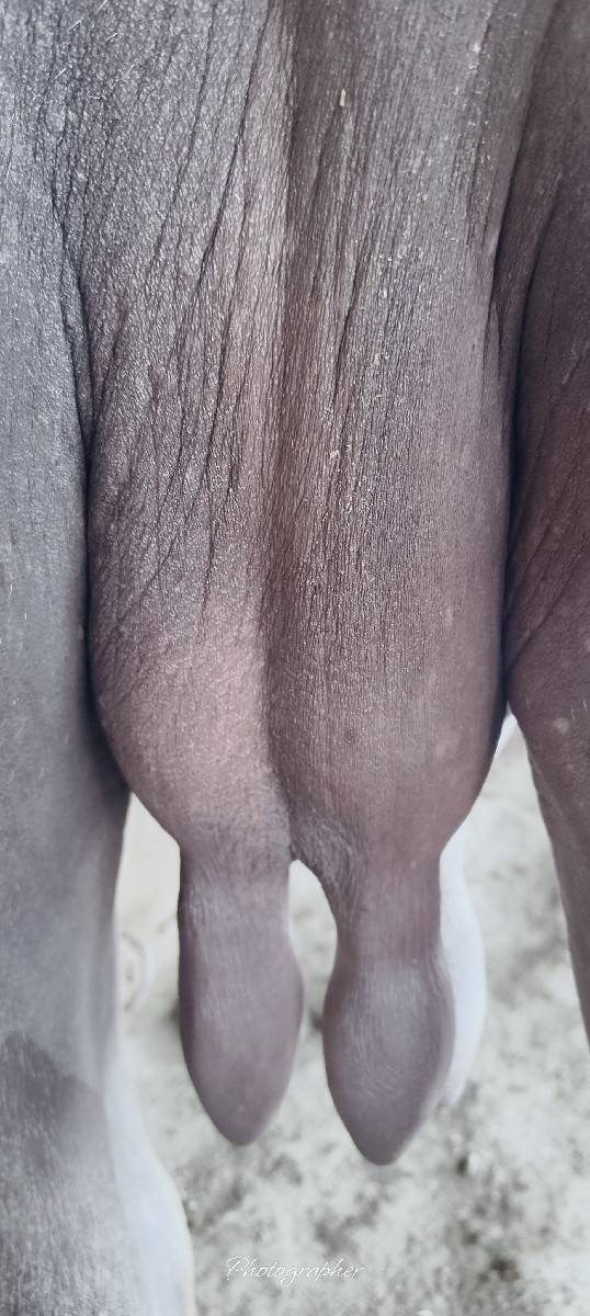 બે ભેંશ વેશ ની છે સાટા પણ કરસુ