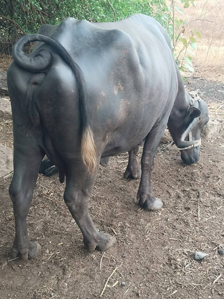 ભેંસ વેચવાની છે