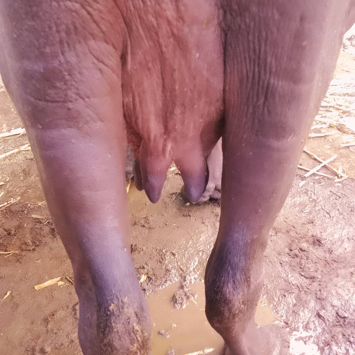 પેલુ. વેતર ખડેલુ.વેચવાનું છે