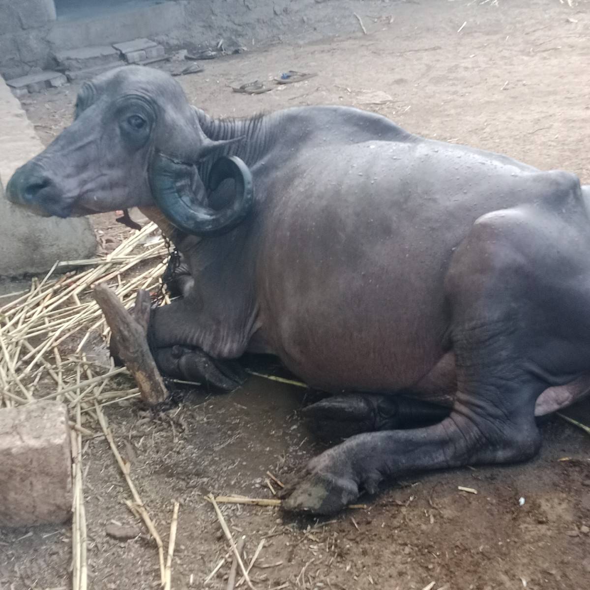 પેલુ. વેતર ખડેલુ.વેચવાનું છે