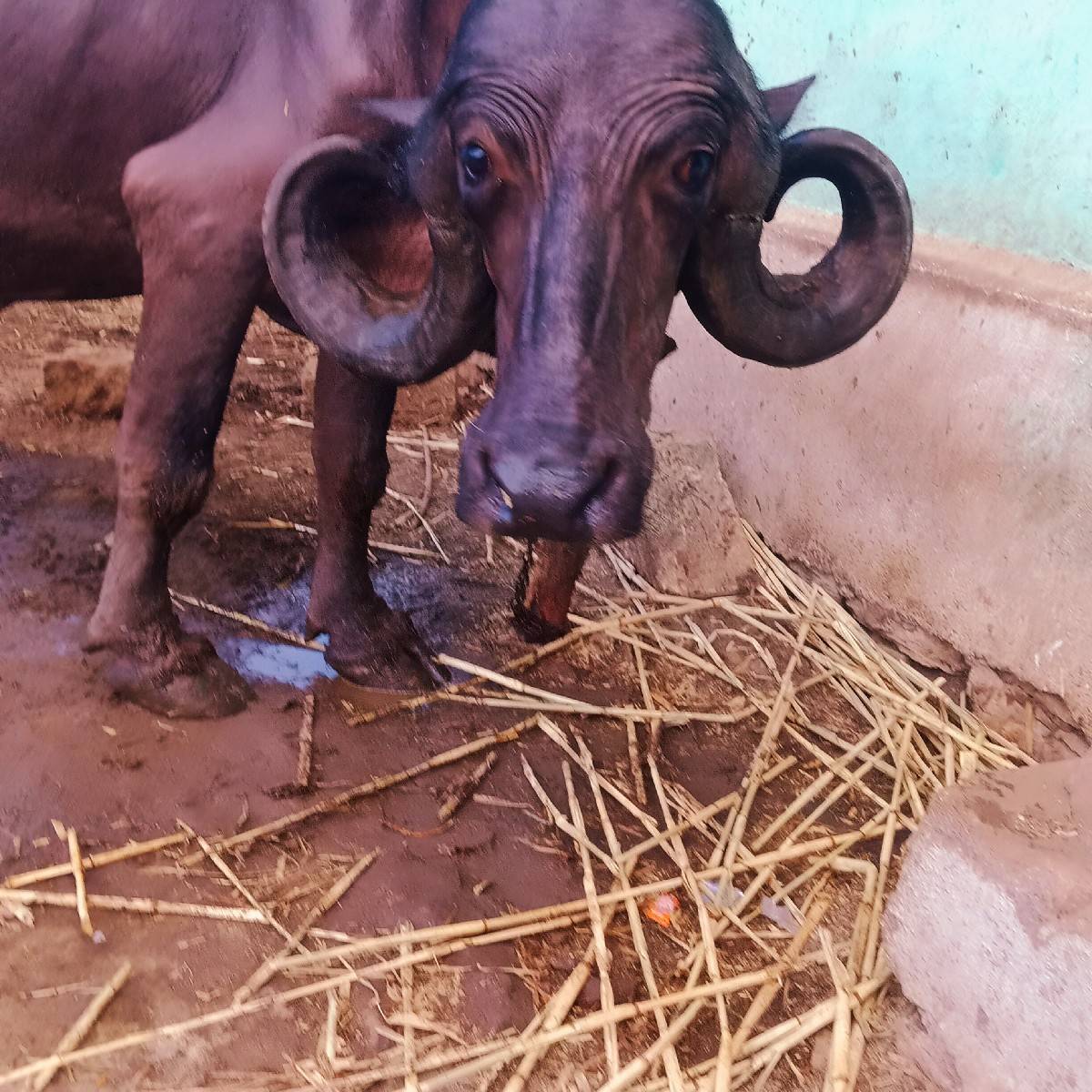 પેલુ. વેતર ખડેલુ.વેચવાનું છે