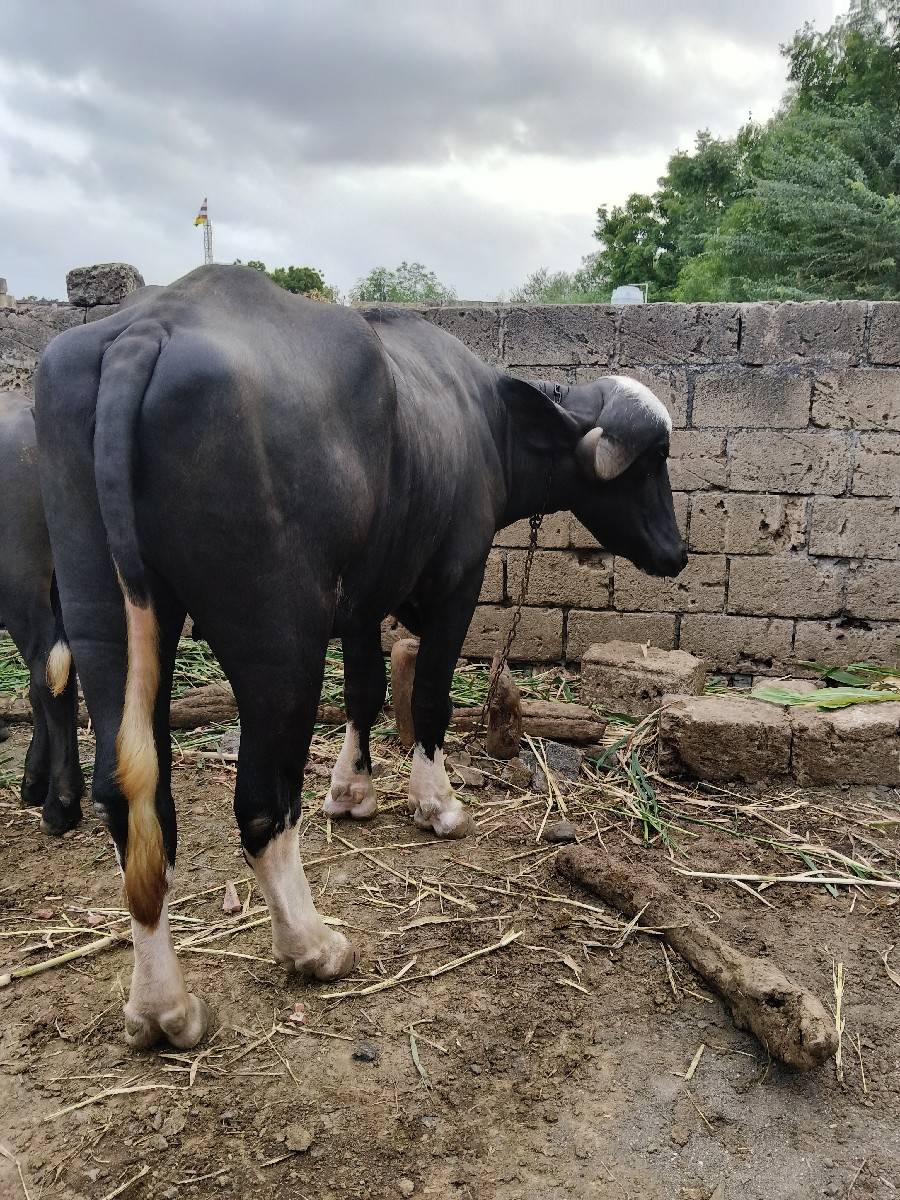 જાફરાબાદી ખડેલી વેશવાની‌ છે.