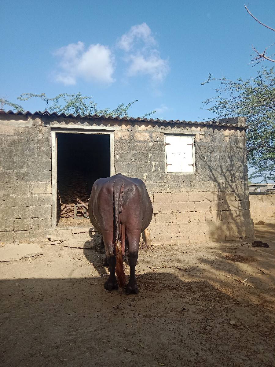 ભેશવેશવાનીતીજુવેતર15દીવશનીકાશી