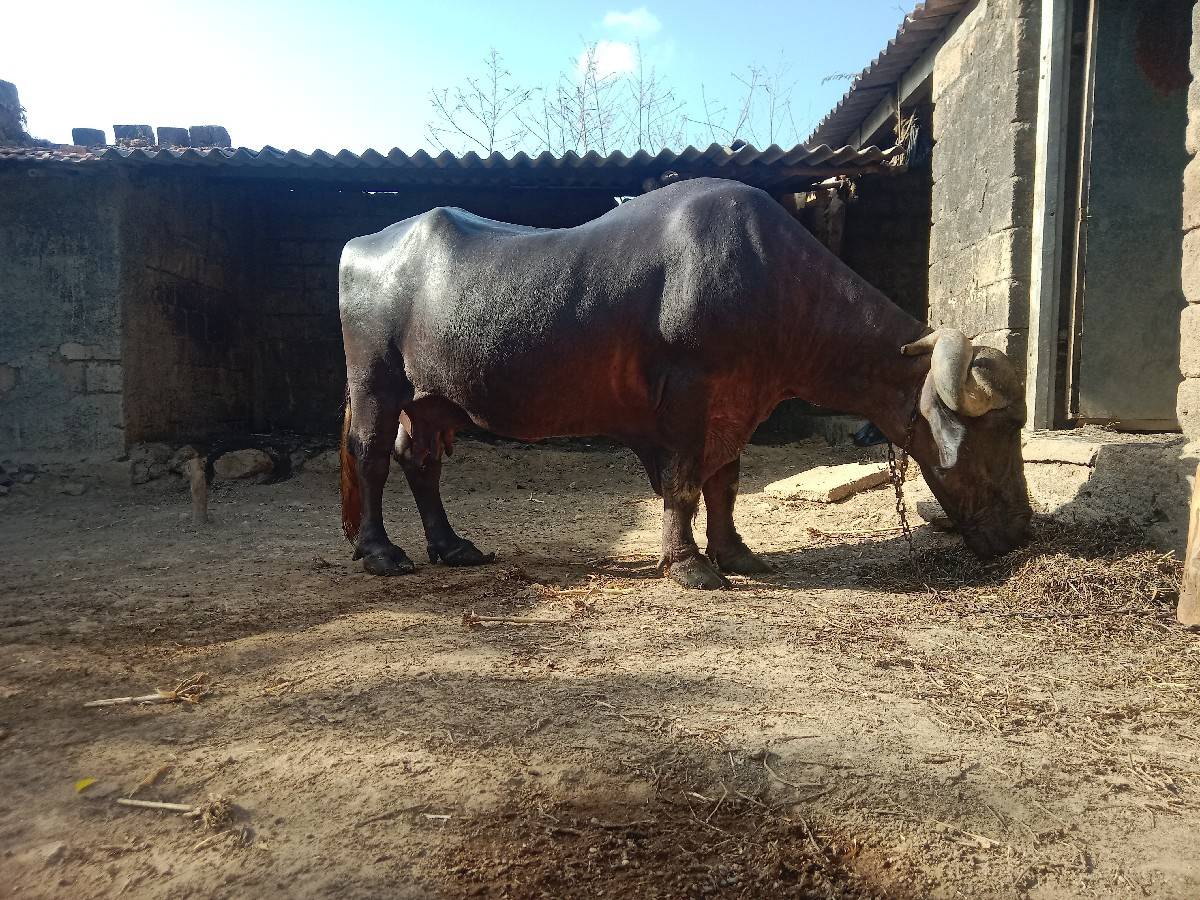 ભેશવેશવાનીતીજુવેતર15દીવશનીકાશી