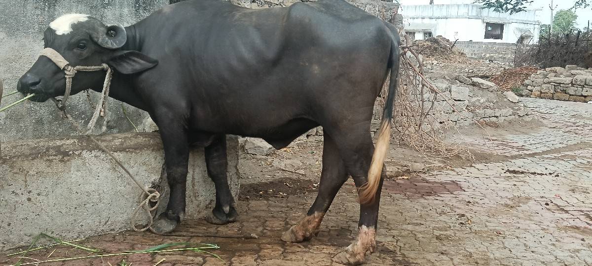 ખળેલી વેચવાની છે