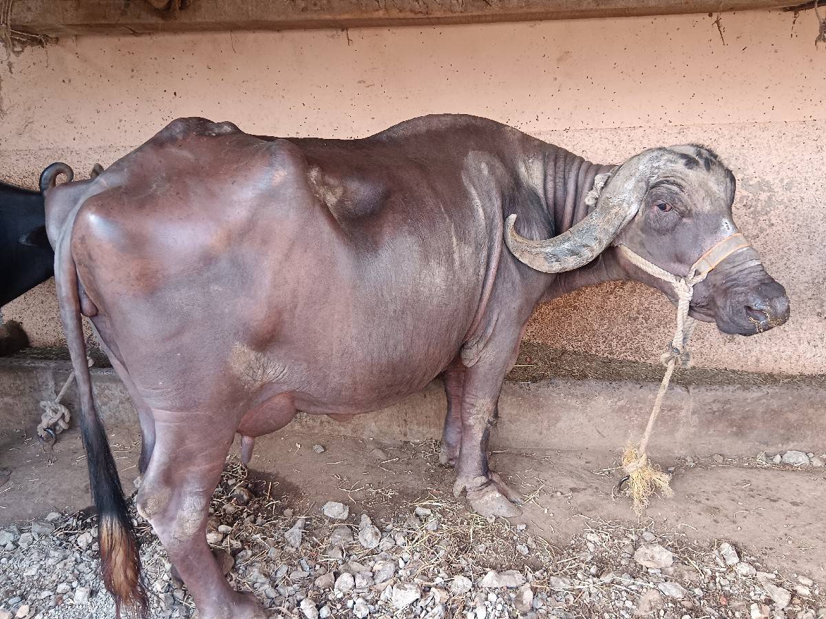 ભેંસ વેચવાની છે