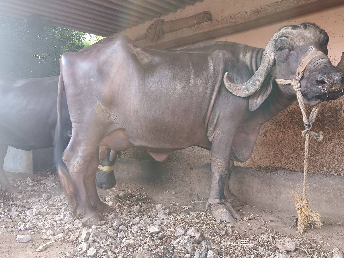 ભેંસ વેચવાની છે