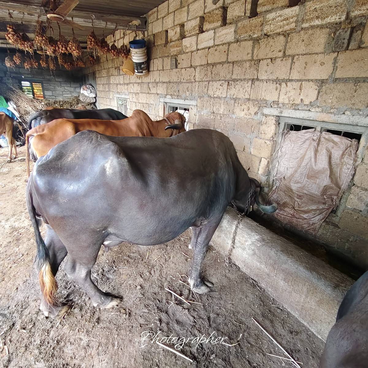 3 વેતર