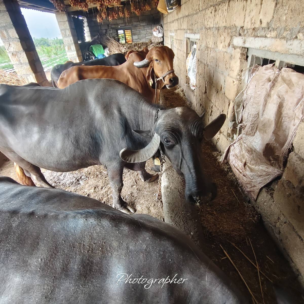 3 વેતર