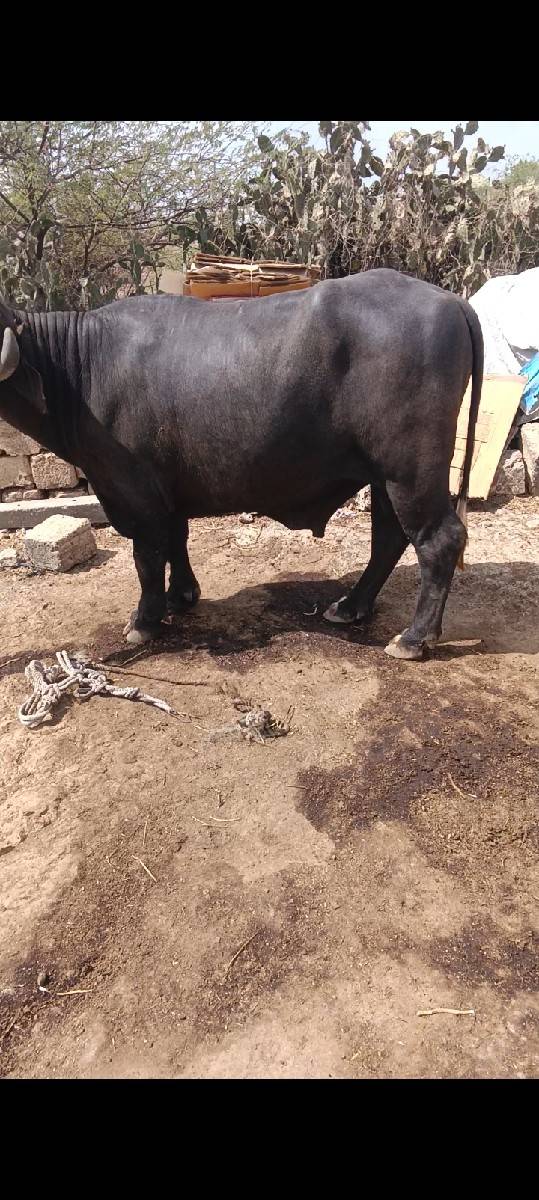 પાડો વેચવાનો છે