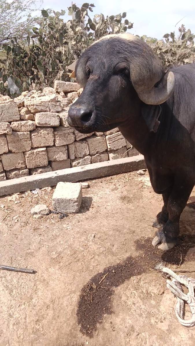 પાડો વેચવાનો છે