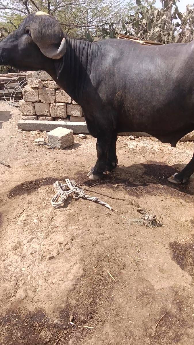 પાડો વેચવાનો છે