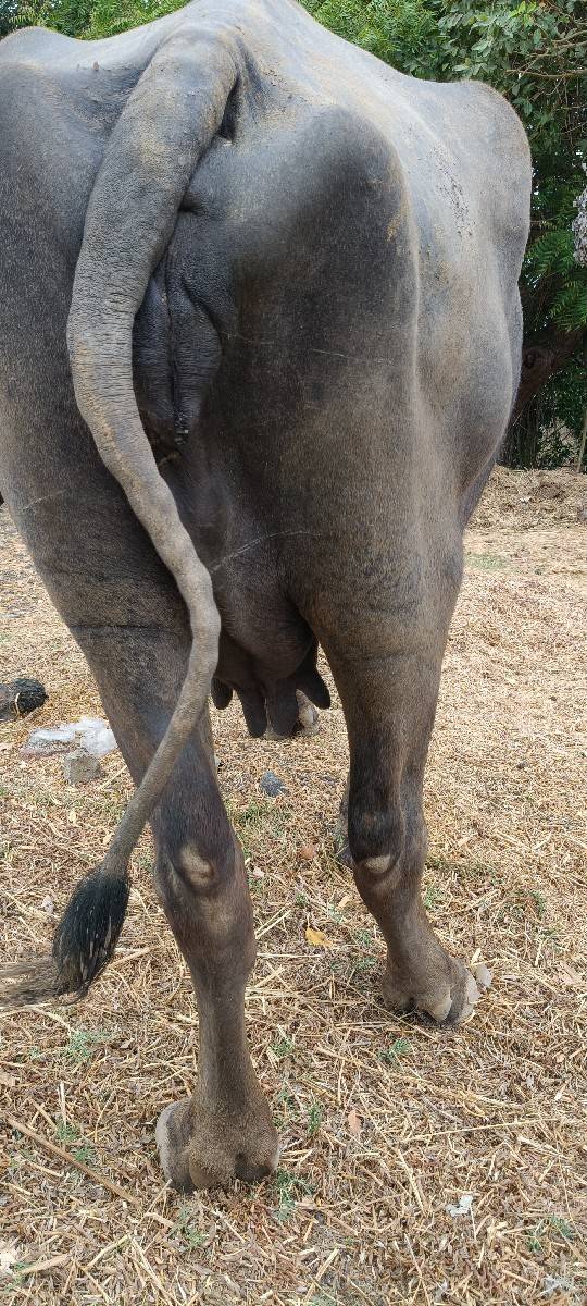 ભેંસ 2 જુ વેતર વીયાસે