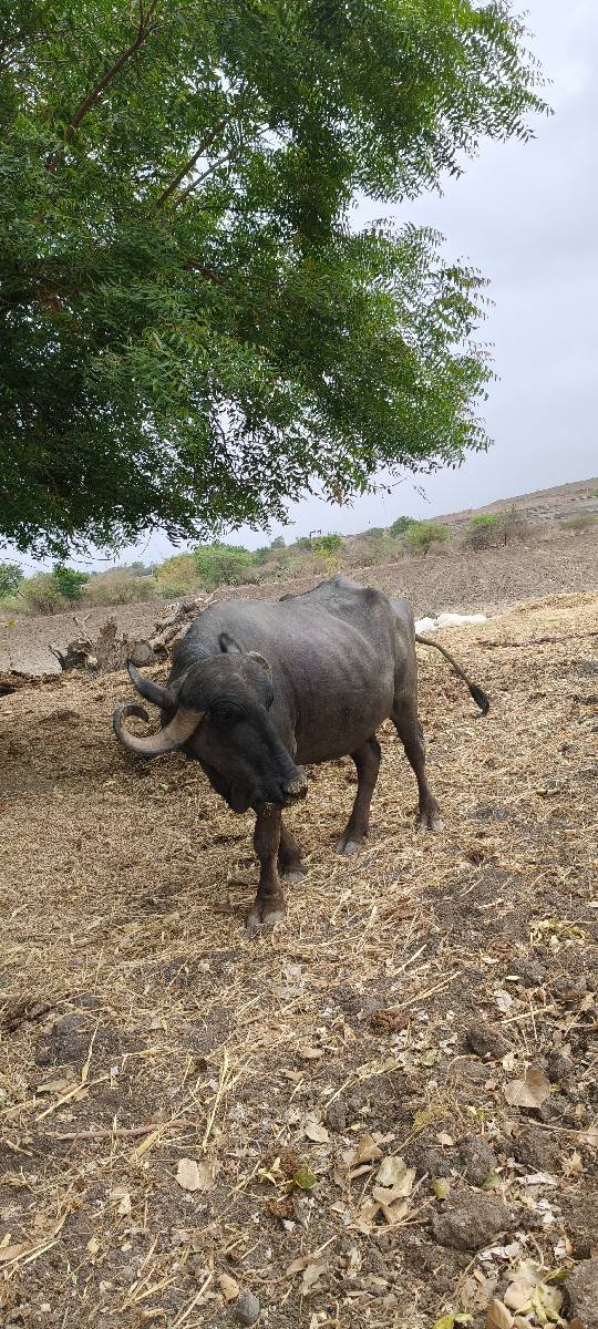 ભેંસ 2 જુ વેતર વીયાસે
