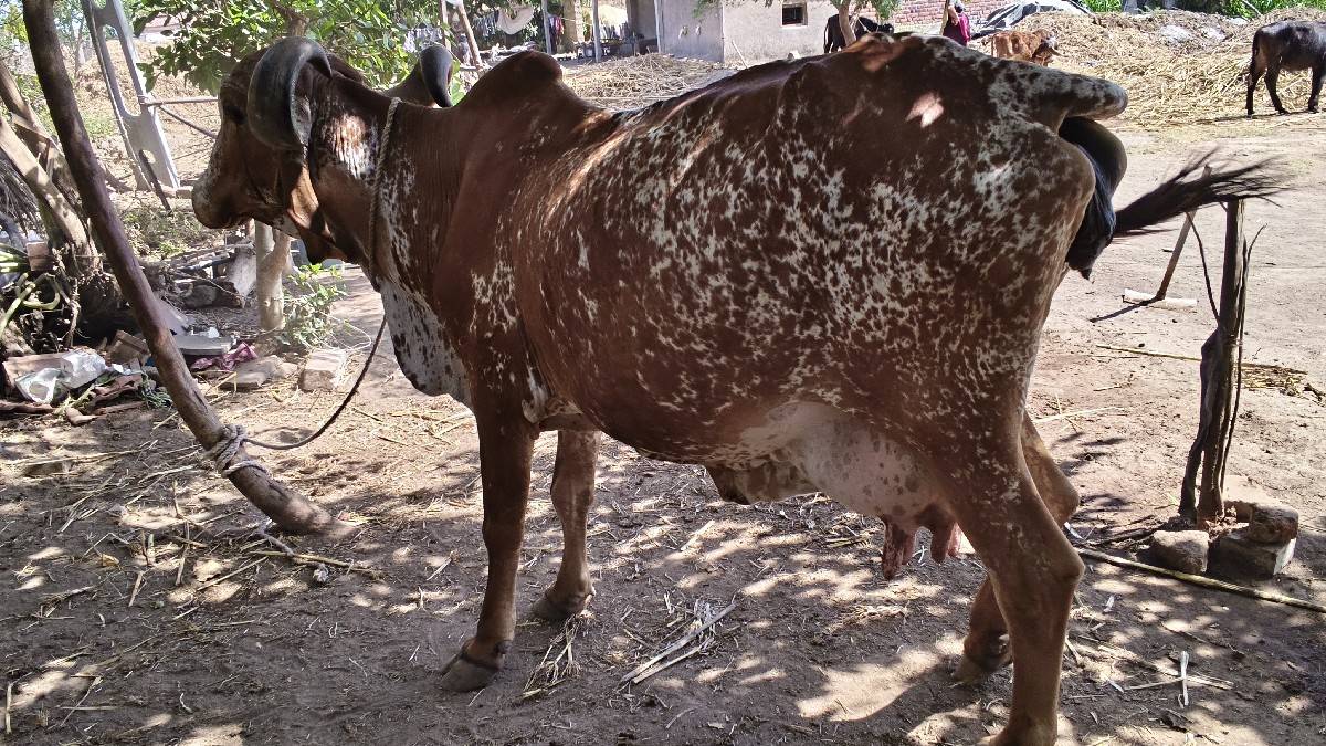 ખડેલી અને ગાય વેચવાની છે