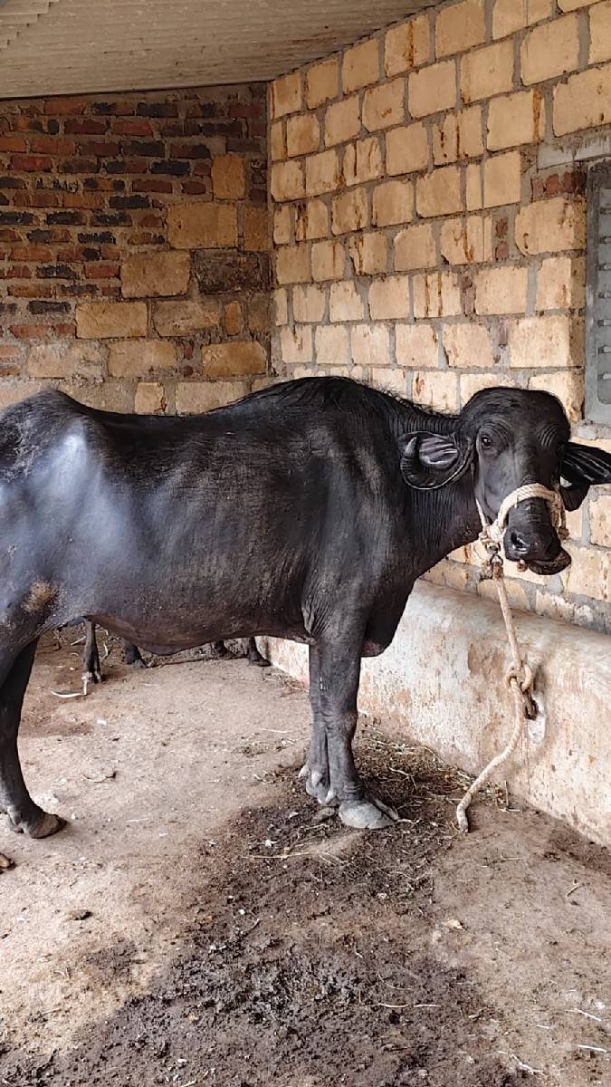 ખળેલી વેચવાની છે