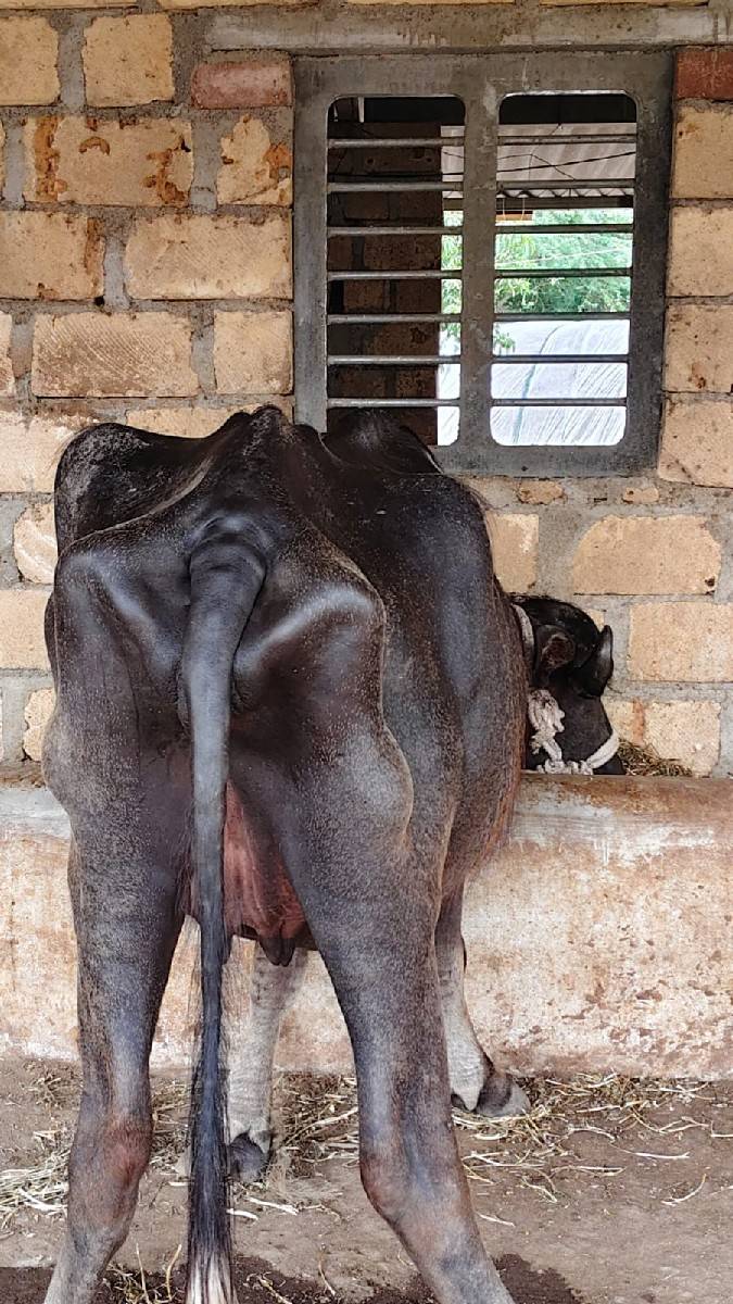 ખળેલી વેચવાની છે