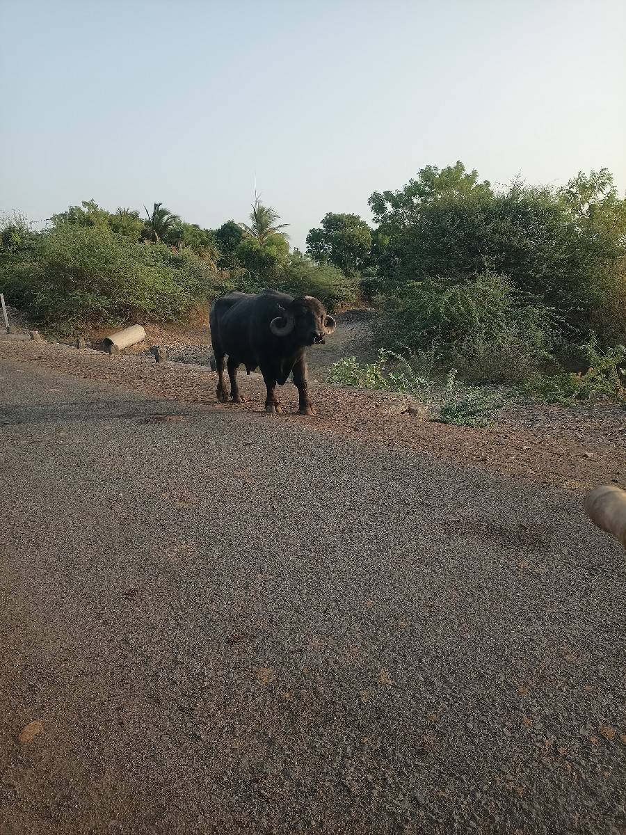 જેમલસીભાઇ૯૦૨૩૭૪૮૬૯૦
