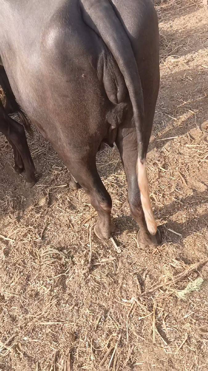 ખળેલી વેચવાની છે