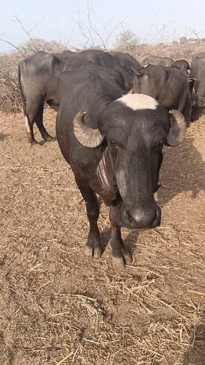 ખળેલી વેચવાની છે