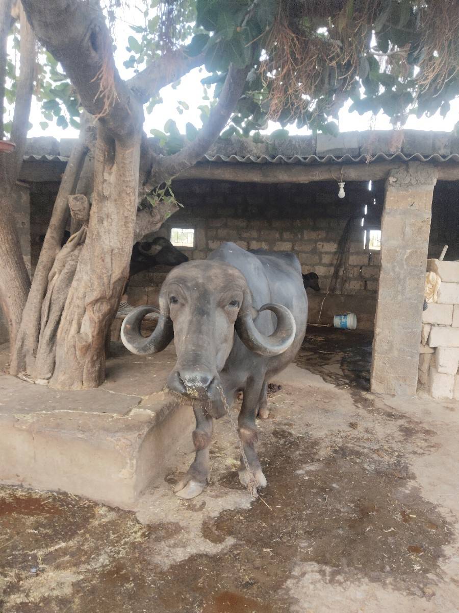 ભેંસ વેચવાની છે 15 દિવસ ની કાસી