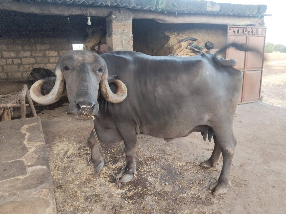 ભેંસ વેચવાની છે 15 દિવસ ની કાસી