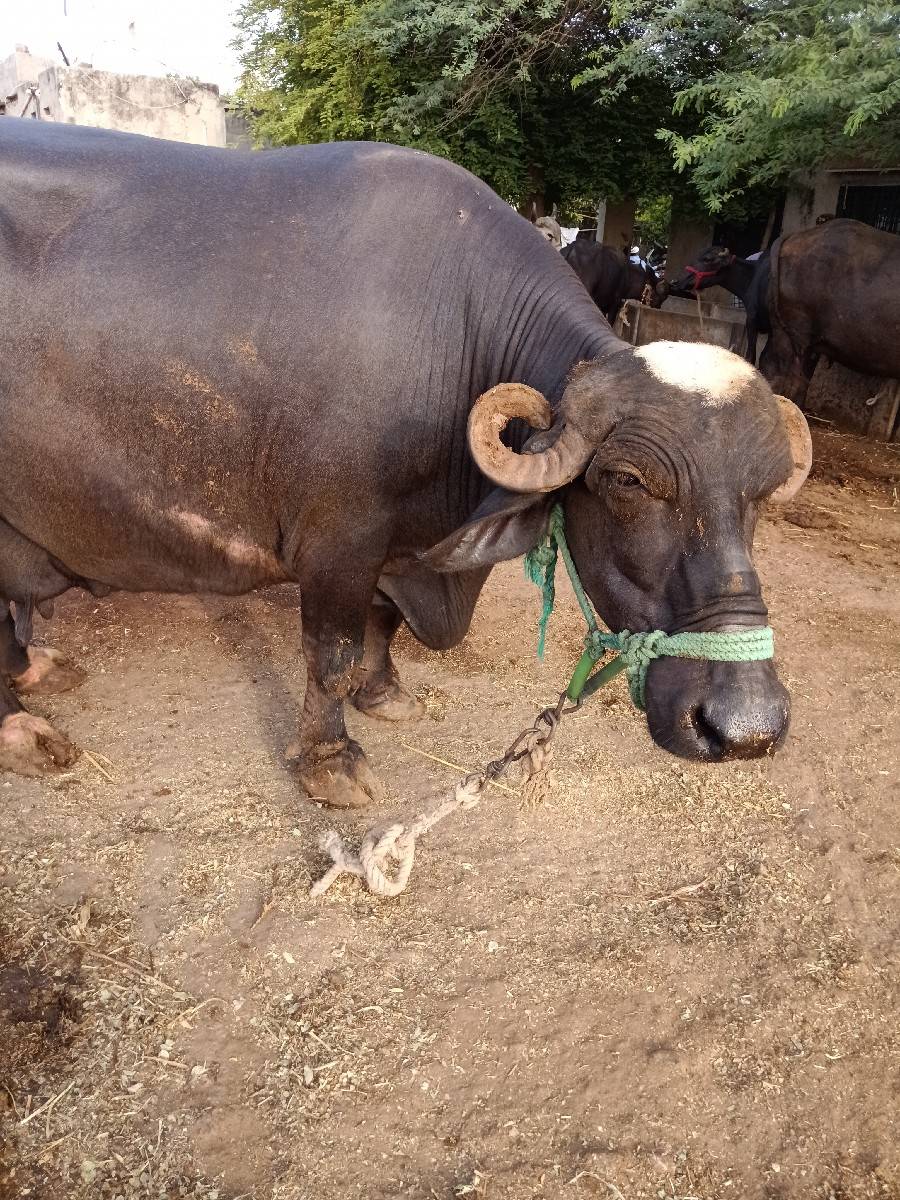 ભેશ વેશવાની છે