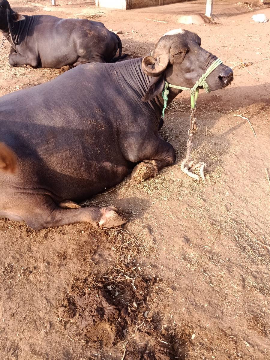 ભેશ વેશવાની છે