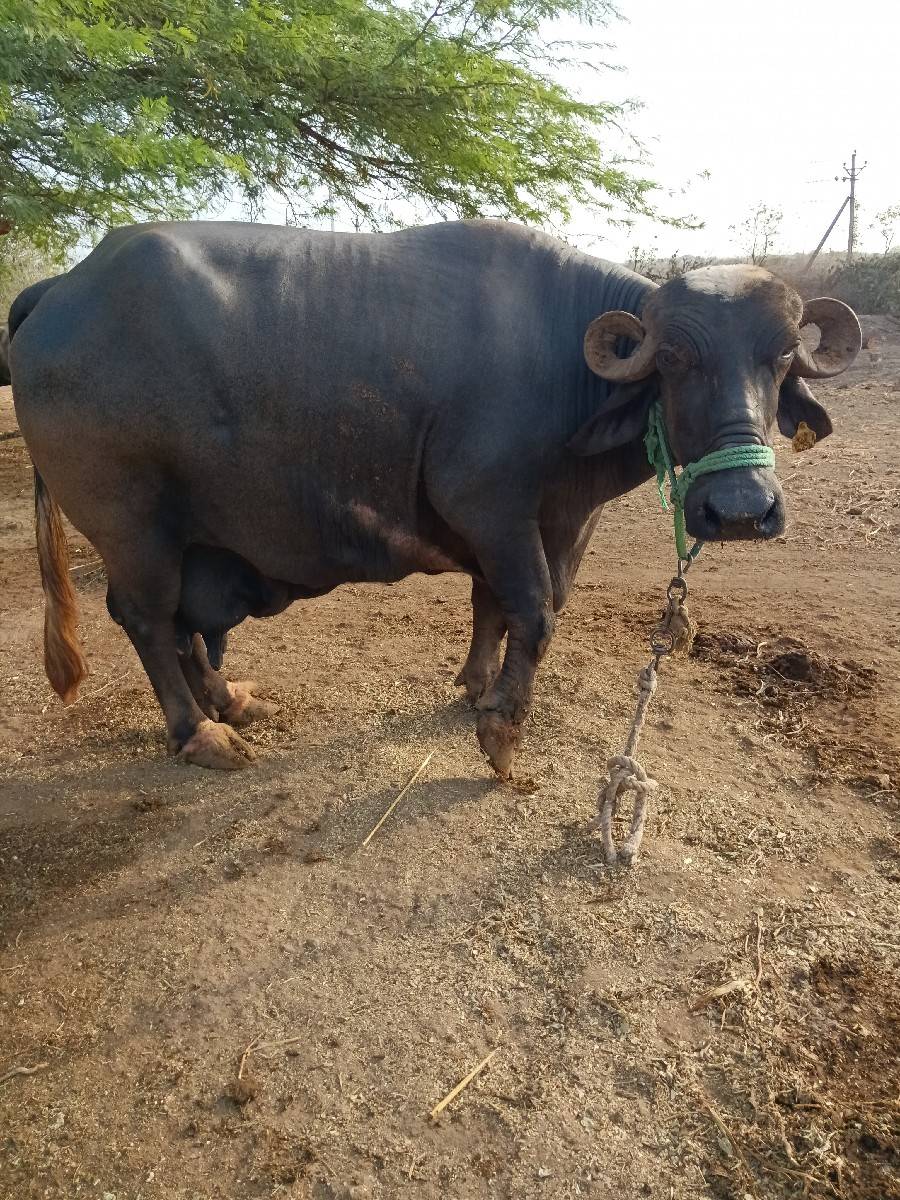 ભેશ વેશવાની છે