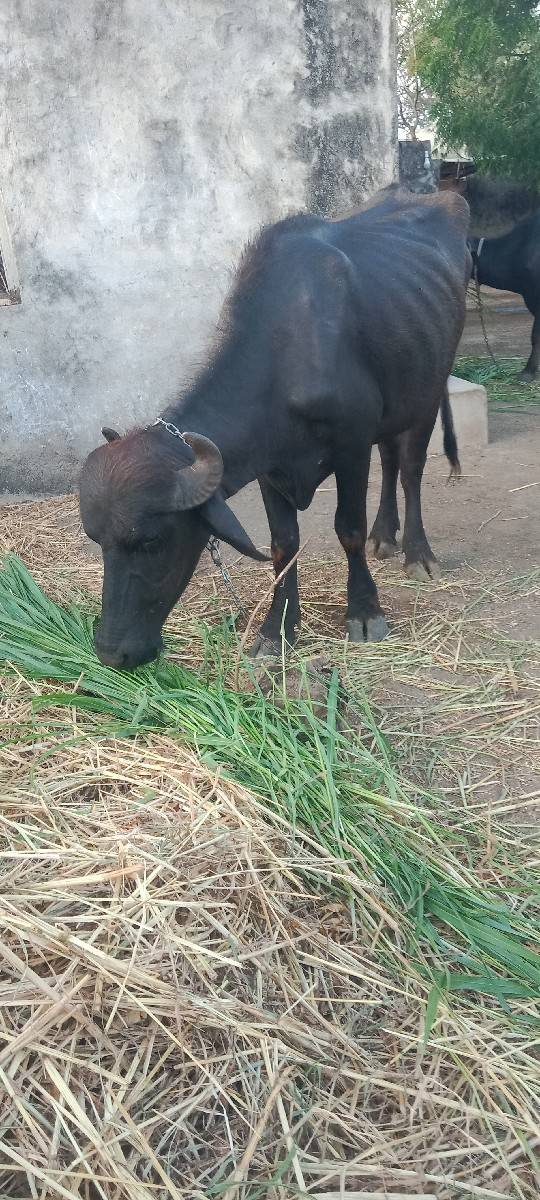 ખળેલી વેચવાની છે
