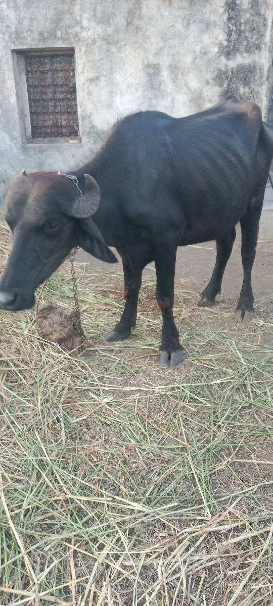 ખળેલી વેચવાની છે