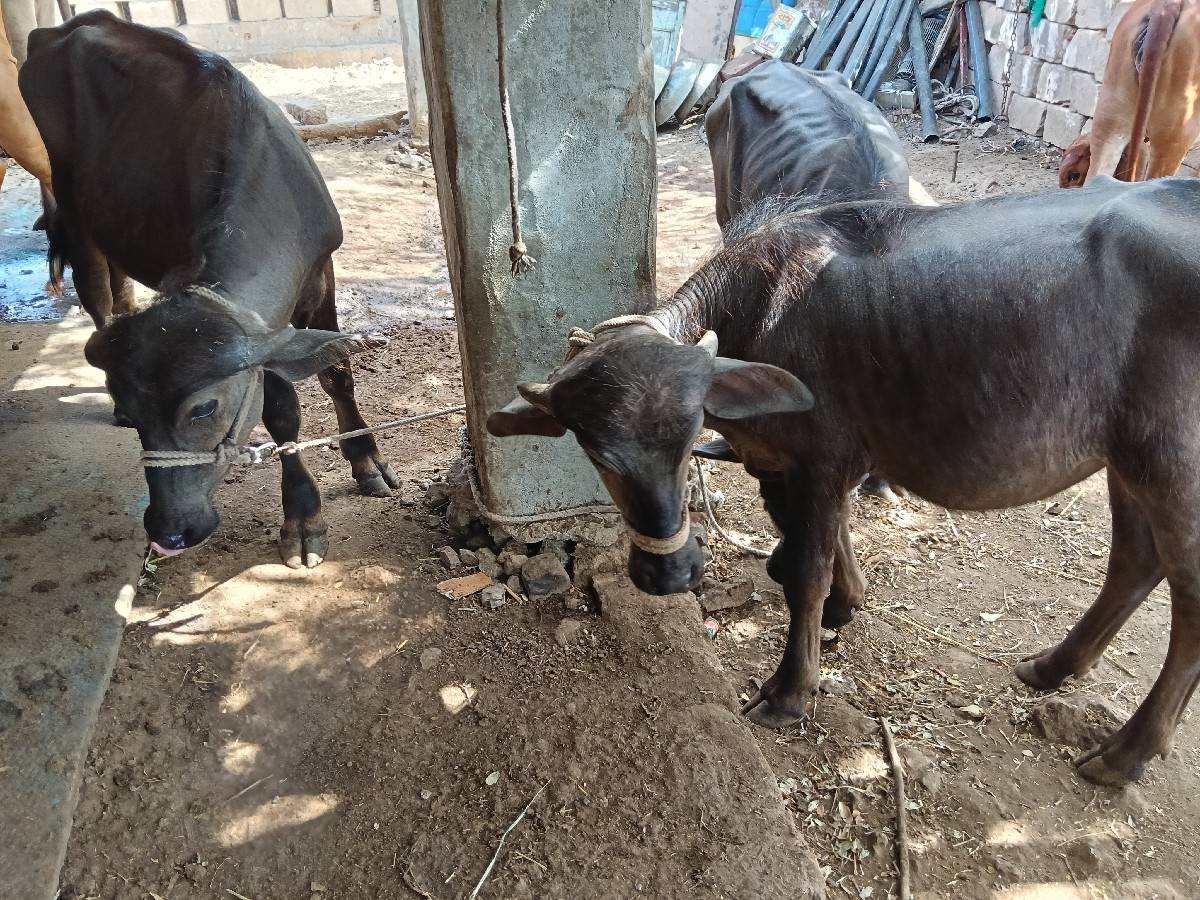 3.   PADI. VSVANI SA
