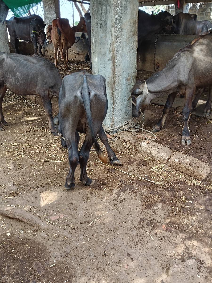 3.   PADI. VSVANI SA