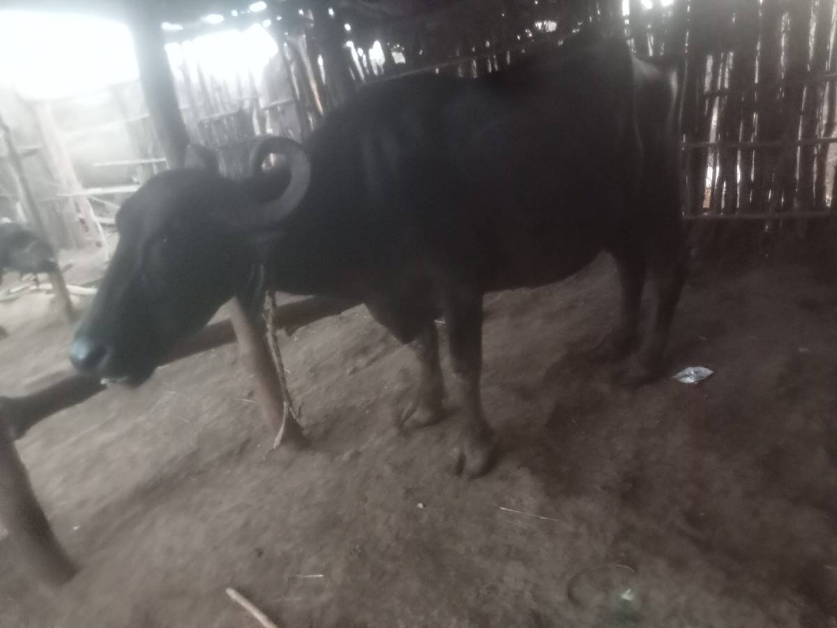 2 .. ભેસુ વેસવા ની છે
