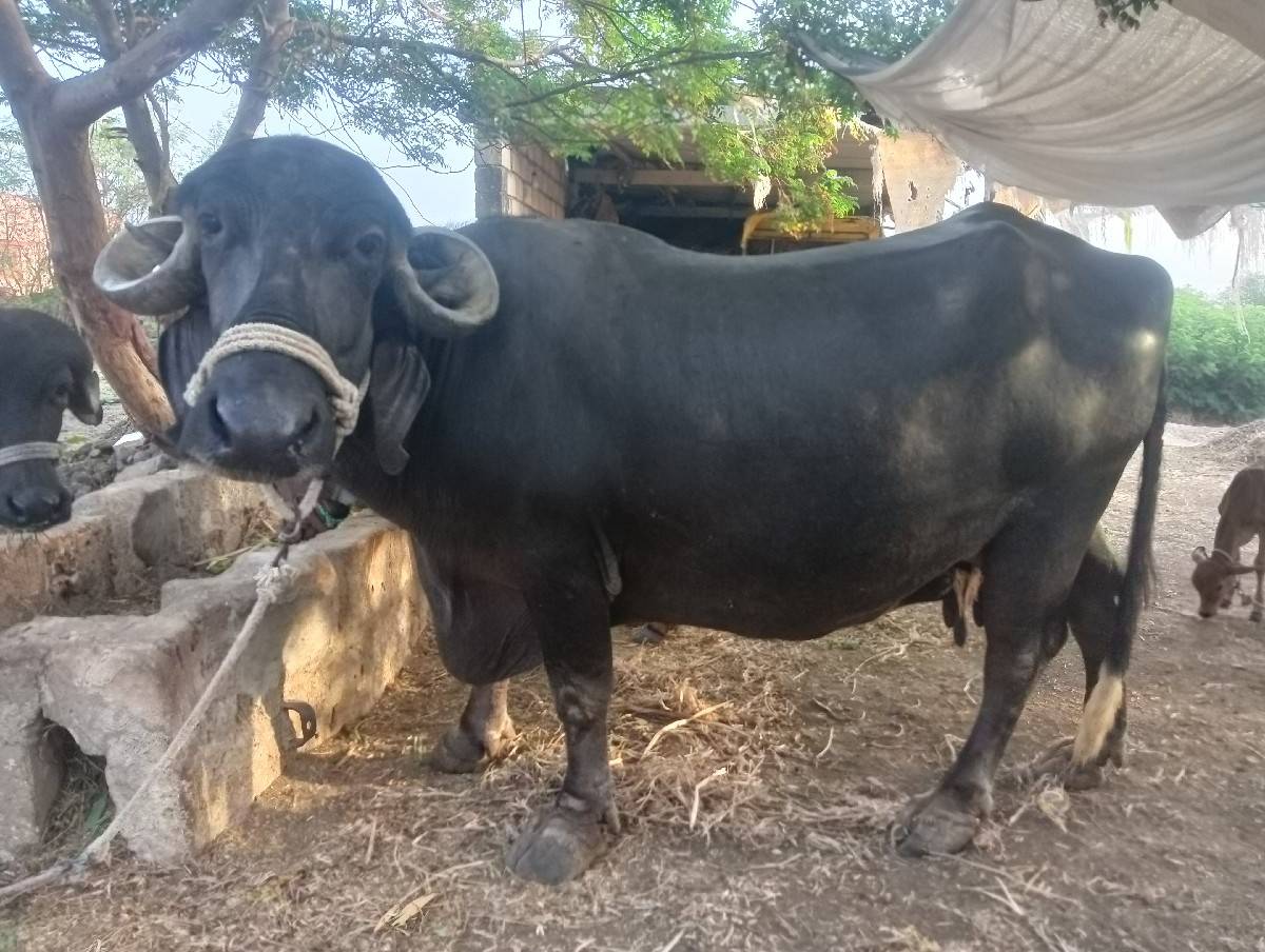 ભેંસ